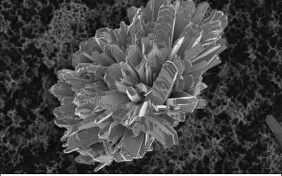 Lauréats Prix Jacquet 2025